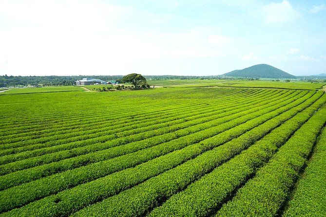 10day Small Group Discover Korea Tour : History, Food and Culture - Seoul brings palaces, markets, and city views