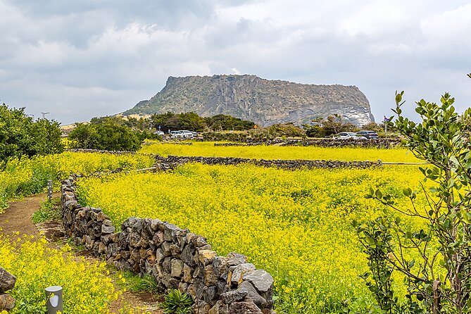 2026 Cherry Blossom East Day Tour in Jeju with UNESCO - Seongeup Folk Village: a living Jeju community