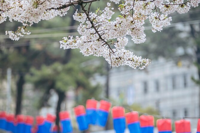 2026 Cherry Blossom East Day Tour in Jeju with UNESCO - Ilchul Land: caves and garden paths