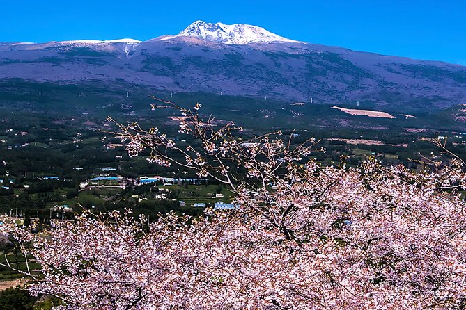 2026 Cherry Blossom East Day Tour in Jeju with UNESCO - Seongsan Ilchulbong: the UNESCO finale