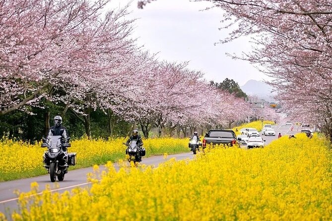 2026 Cherry Blossom East Day Tour in Jeju with UNESCO - Noksan-ro: the day’s strongest flower stop