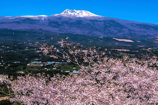 2026 JEJU Cherry Blossom West&South Full Day Tour with UNESCO - Why this Jeju blossom tour works well