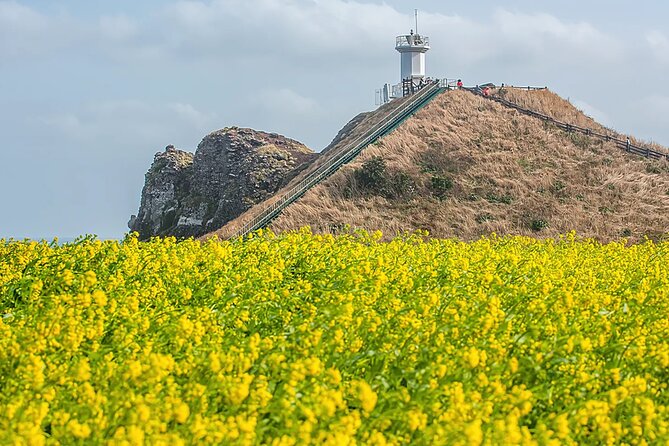 2026 JEJU Cherry Blossom West&South Full Day Tour with UNESCO - Yerae Ecological Park and Jeju’s flower season