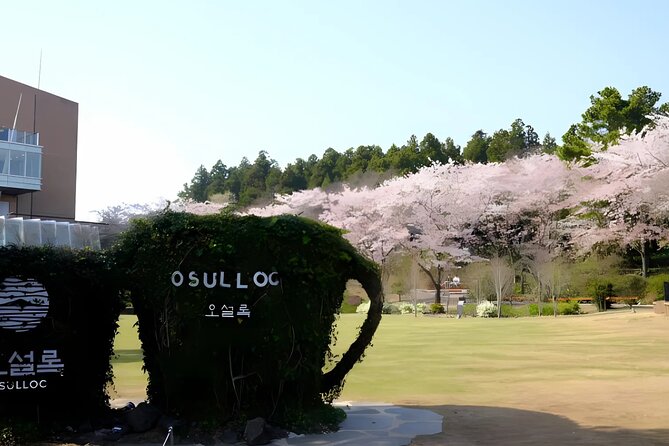 2026 JEJU Cherry Blossom West&South Full Day Tour with UNESCO - O’sulloc Tea Museum and the green tea fields
