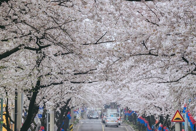 2026 JEJU Cherry Blossom West&South Full Day Tour with UNESCO - The guide can make the schedule better