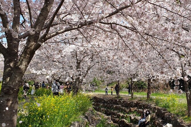 2026 JEJU Cherry Blossom West&South Full Day Tour with UNESCO - Eoseungsaengak and the 1.3-kilometer Hallasan trail