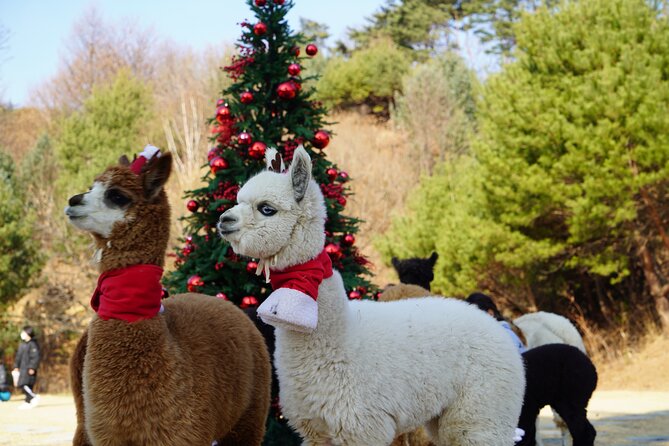 Alpaca, Nami, Eobi with Rail Bike or Strawberry - The most useful facts at a glance