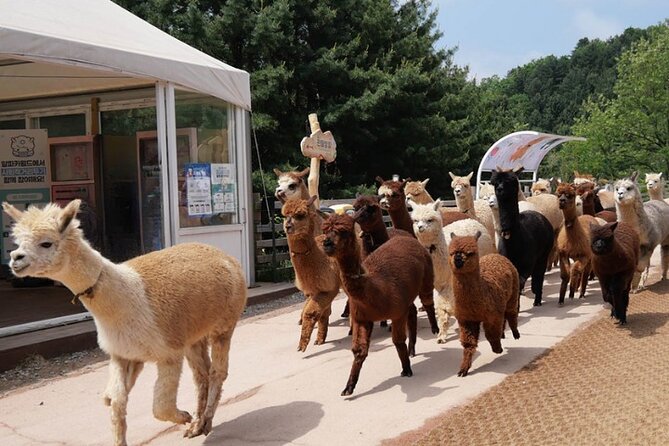 Alpaca World and Nami Island with Gangchon Rail Bike Tour - Gangchon Rail Park and the old railway tracks