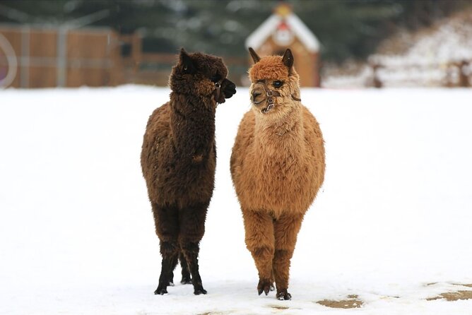 Alpaca World and Nami Island with Gangchon Rail Bike Tour - Nami Island and the appeal of its tree-lined roads