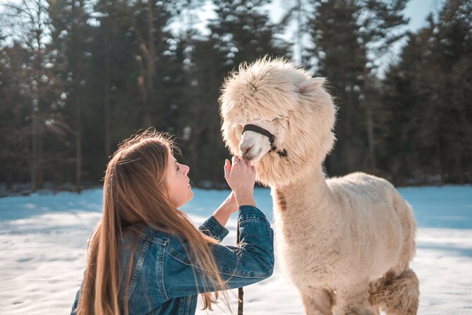 Alpaca World & Nami Island & Garden of Morning Calm One Day Tour - Should you book the Alpaca World and Nami Island tour?