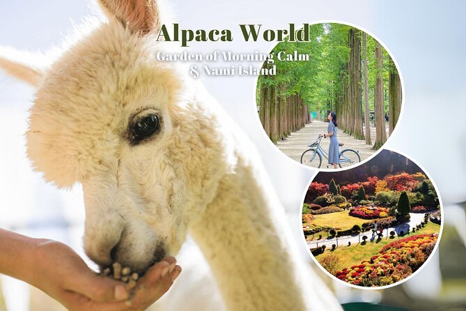Alpaca World & Nami Island & Garden of Morning Calm One Day Tour - Nami Island: beautiful paths with limited time