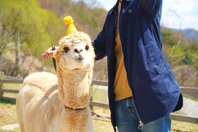Alpaca World Tour with Nami Island (optional Railbike or Garden) - What this long Seoul day trip actually offers