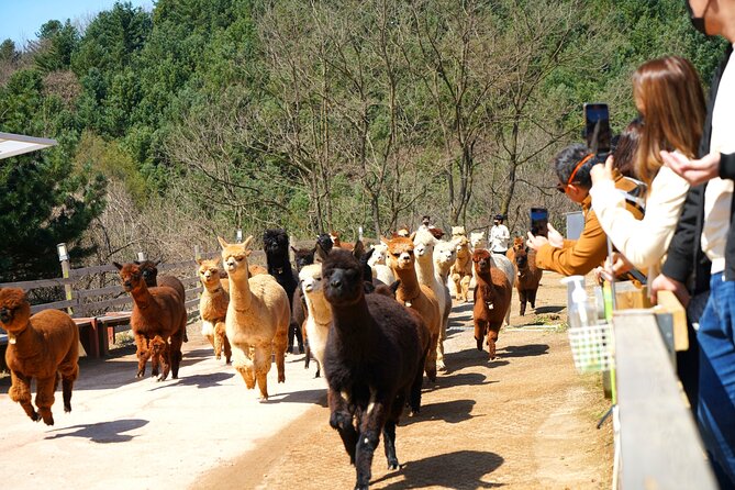 Alpaca World Tour with Nami Island (optional Railbike or Garden) - How to choose the right package