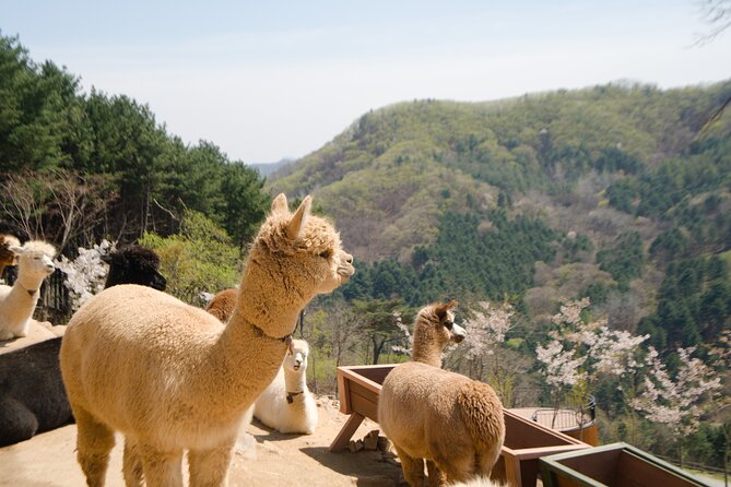 Alpaca World Tour with Nami Island (optional Railbike or Garden) - Alpaca World: friendly animals in a compact visit