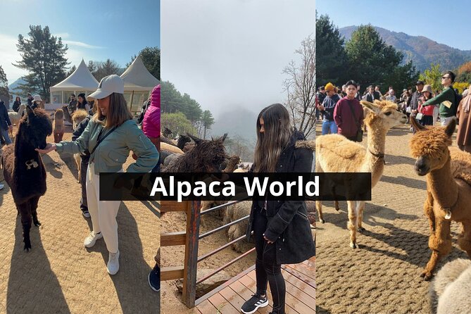 Alpaca World with Gangchon Rail Park One Day Tour - Gangchon Rail Park along the Bukhangang River