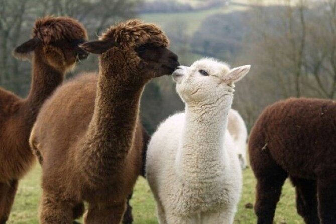 Alpaca World with Gangchon Rail Park One Day Tour - Is $86.20 a fair price?