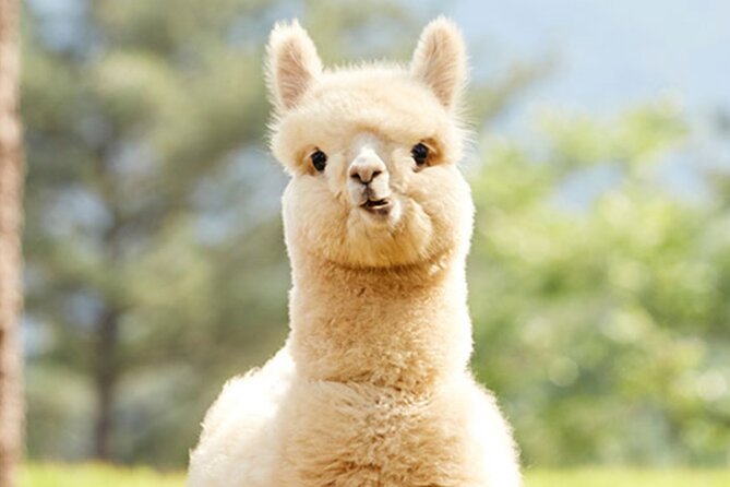 Alpaca World with Gangchon Rail Park One Day Tour - Who will enjoy this day most?