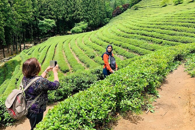 Boseong Tour : Green Tea Field, Mountain & Lake Trail (Private) - Haepyeong Lake’s 3.9-kilometer woodland path