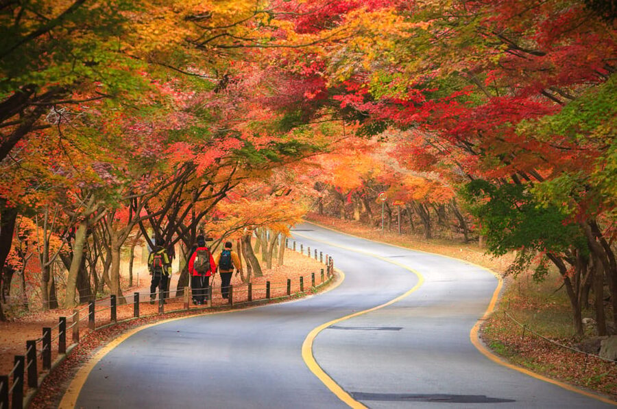 Busan: Naejangsan National Park Autumn Foliage One Day Tour - Five reasons this autumn day trip deserves attention