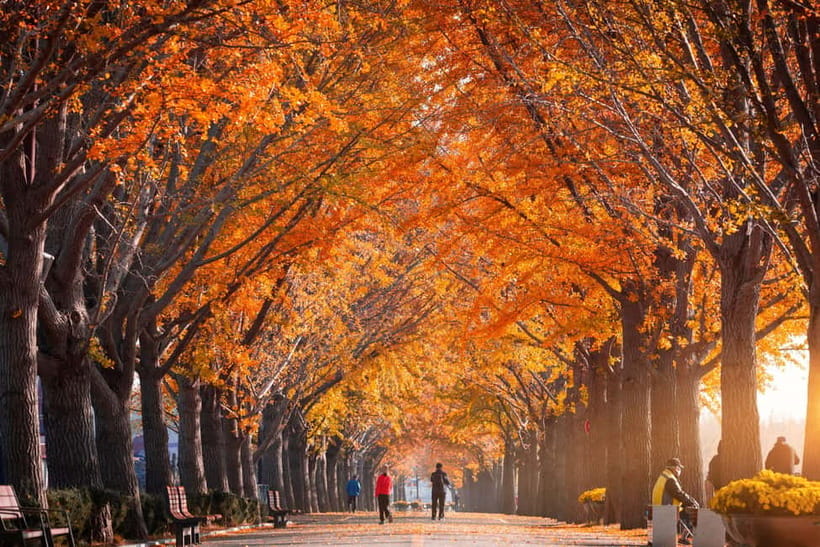 Busan: Naejangsan National Park Autumn Foliage One Day Tour - Walking toward Naejangsa Temple