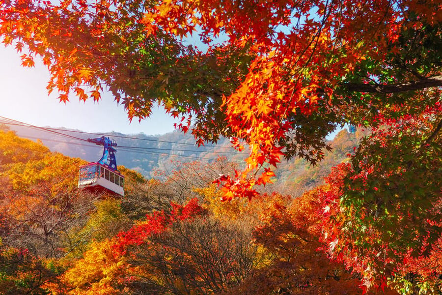 Busan: Naejangsan National Park Autumn Foliage One Day Tour - What $46 includes, and what it leaves out