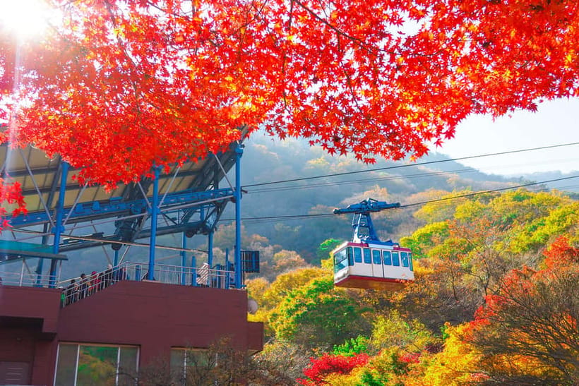 Busan: Naejangsan National Park Autumn Foliage One Day Tour - The guide support and the human touch