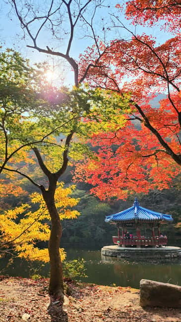 Busan: Naejangsan National Park Autumn Foliage One Day Tour - Who will enjoy this tour most