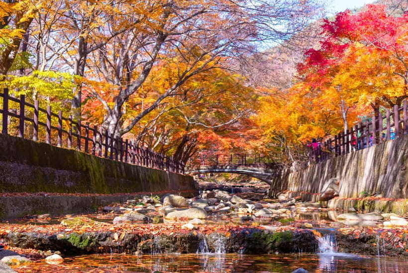 Busan: Naejangsan National Park Autumn Foliage One Day Tour - Weather, timing, and what to bring