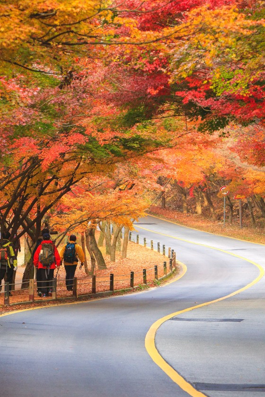 Busan: Naejangsan National Park Autumn Foliage One Day Tour - The early departure from Busan