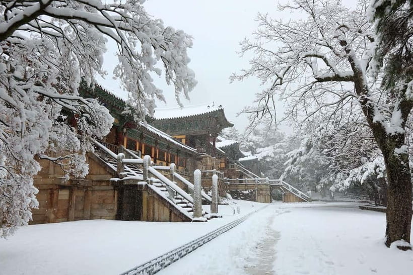 Busan: Winter Healing Park and (Gyeongju/Daegu) One Day Tour - The Daegu route: market food and a changeable ice stop