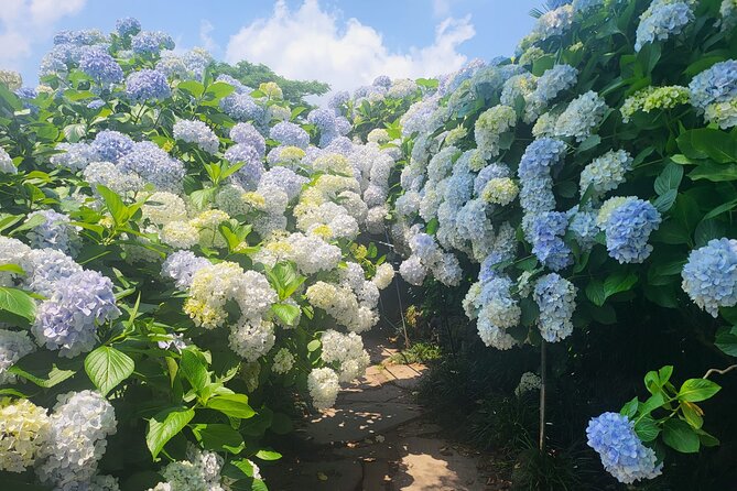 Customized private tour in Jeju island - The Western Route: Coastal Roads, Hyeopjae, and Tea