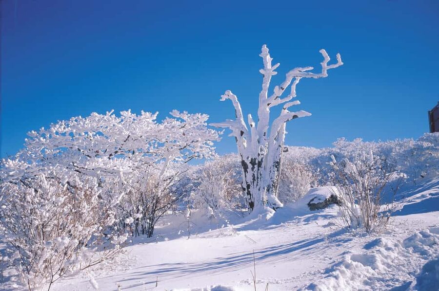 East Jeju: Day Tour with Seongsan Peak & Haenyeo Performance - Four reasons this East Jeju tour works