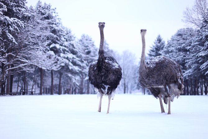 Elysian Gangchon Winter Ski with Nami Island Day Tour from Seoul - How the value compares with arranging everything yourself