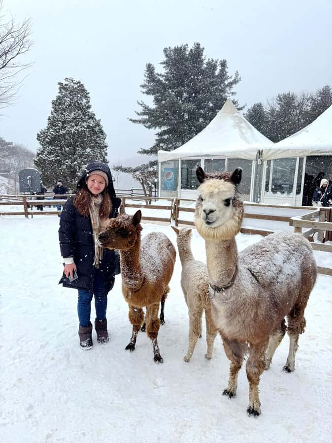 Eobi Ice Valley & Nami (+ Light Festival, Railbike, Alpaca) - Choosing the Garden of Morning Calm Light Festival