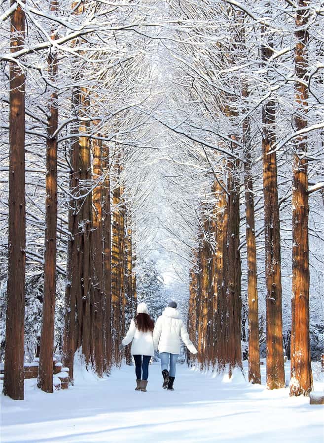 Eobi Ice Valley & Nami (+ Light Festival, Railbike, Alpaca) - Nami Island shifts the mood from ice to romance