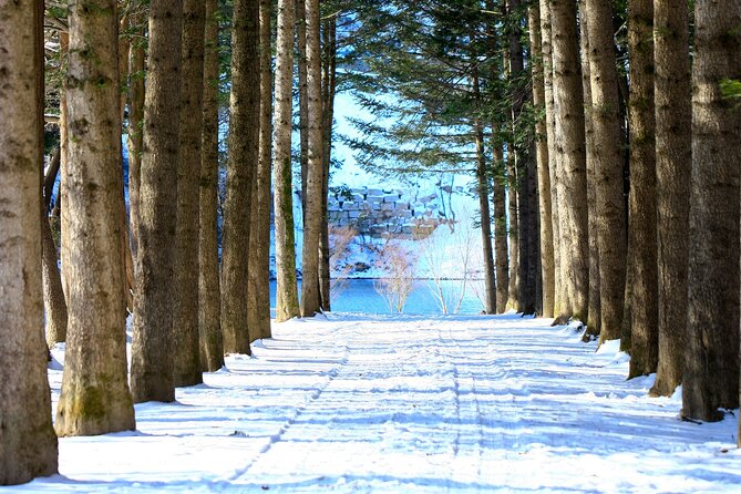 Eobi Ice Wall & Nami Island & Morning Calm Light Festival - Three hours on Nami Island