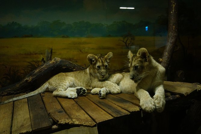 EVERLAND "From Hotel to Hotel" [Premium Private Tour: Only One Group for You] - Zootopia and the Animal Areas