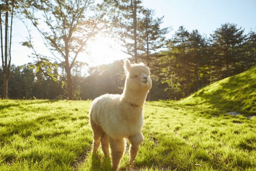 From Seoul: Full Day Trip to Alpaca Farm with Rail Bike - Gangchon Rail Park: an easy ride with old-track character