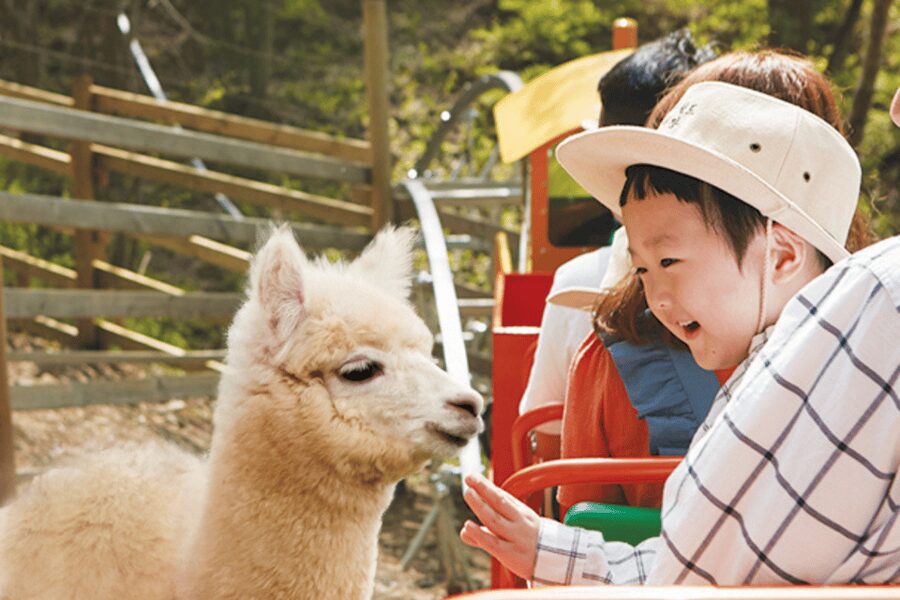 From Seoul: Full Day Trip to Alpaca Farm with Rail Bike - The guide can make the long schedule easier