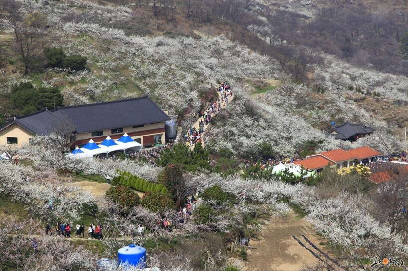 From Seoul: Korea Spring Cherry Blossom Day Tour - Key Points Before You Book