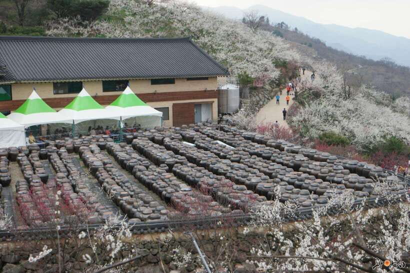 From Seoul: Korea Spring Cherry Blossom Day Tour - A Blossom Tour With More Than One Main Stop