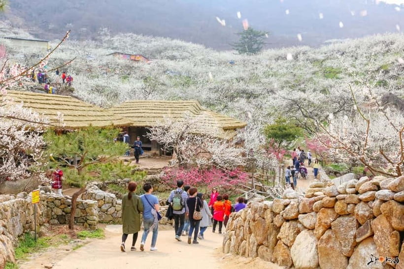 From Seoul: Korea Spring Cherry Blossom Day Tour - Gwangyang Maehwa Village and the First Signs of Spring