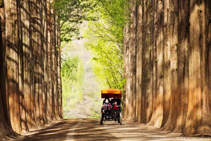 From Seoul: Nami Island, K-drama Garden & Rail Bike Day Tour - My verdict: a strong value for a busy nature day