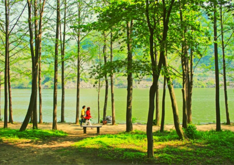 From Seoul: Nami Island, K-drama Garden & Rail Bike Day Tour - Nami Island: romantic paths and K-drama scenery