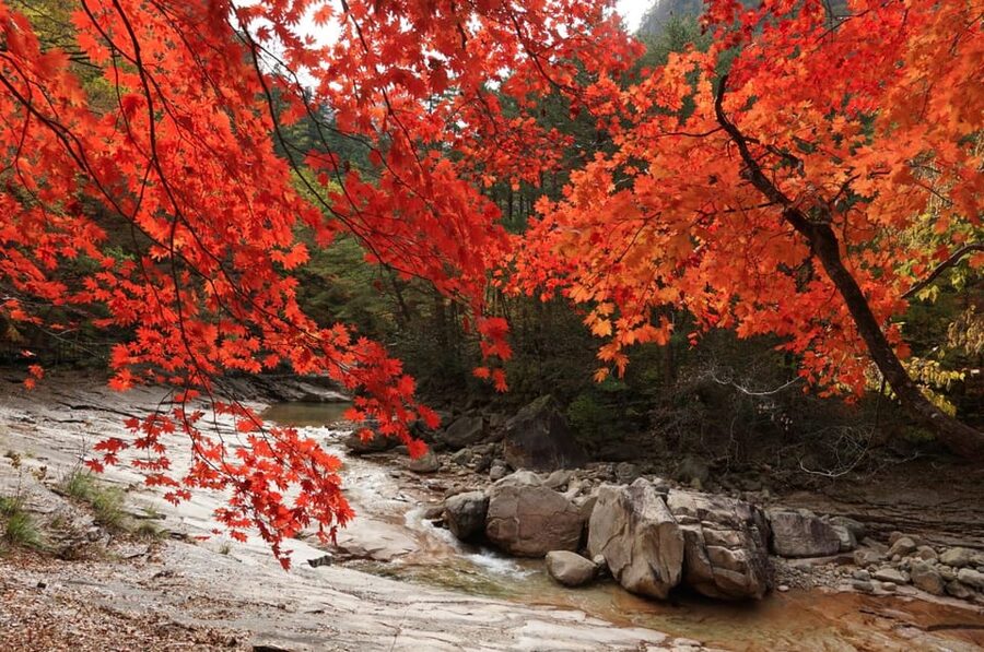 From Seoul: Seoraksan Mountain with Cable Car- Shuttle Bus - Autumn Color: Beautiful, But Never Guaranteed