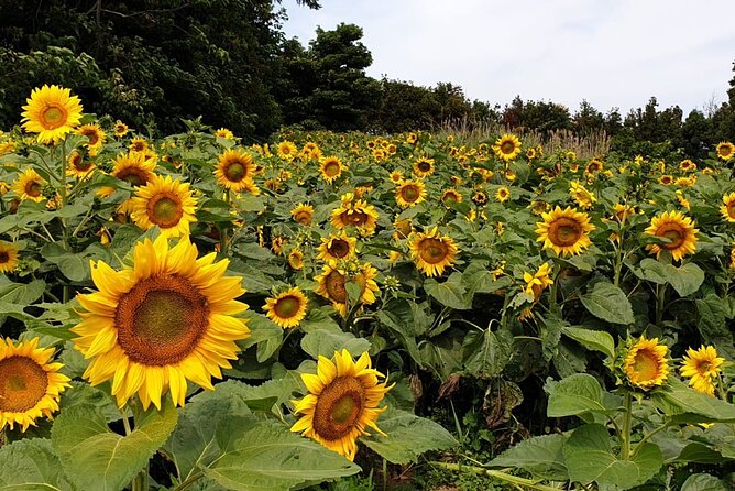 Full Day 12 hours whole Jeju Island private flexible tour - Starting at 4am for sunrise