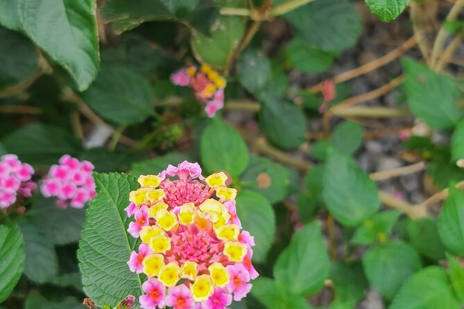 Full Day 12 hours whole Jeju Island private flexible tour - Meals, drinks, and the long 12-hour day