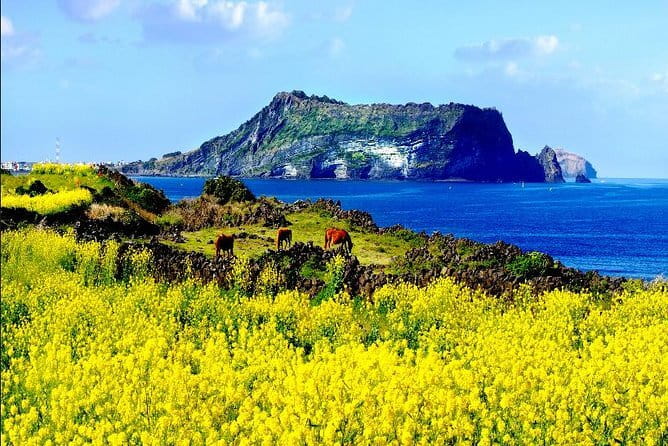 Full-day Customizable Private Jeju Island Tour - Cheonjiyeon Falls and a calmer finish