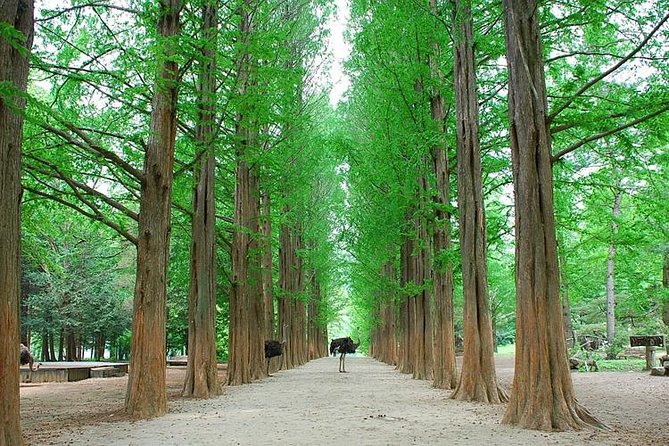 Full-Day Customizable Private Tour to Nami Island and surrounding Area - The Garden of Morning Calm changes with the season