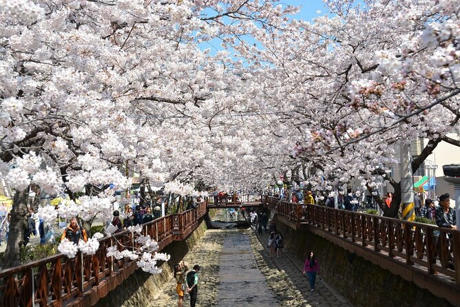 Full-Day Jinhae Cherry Blossom festival Private tour - The Naval Academy: a rare festival-period opening